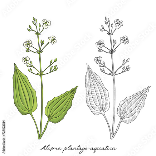 vector drawing water plantain , Alisma plantago-aquatica at white background, hand drawn illustration