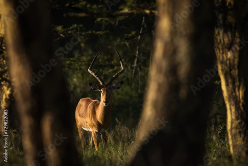 Antelope between trees during safari in beautiful Nakuru Park, Kenya © danmir12