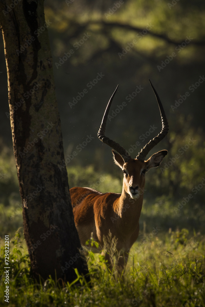 Naklejka premium Antelope between trees during safari in beautiful Nakuru Park, Kenya
