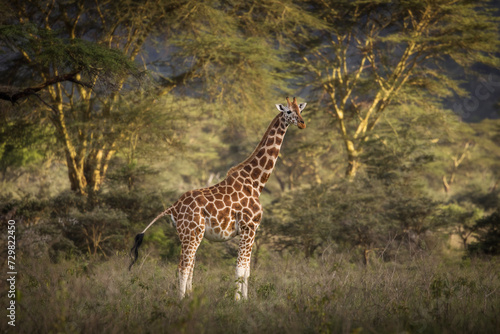 Giraffe in the forest during safari tour in Lake Nakuru  Kenya