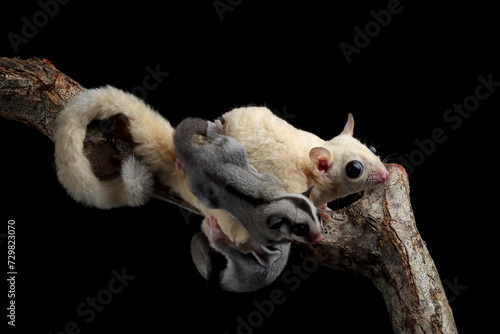 The Sugar Glider Leucistic  Petaurus breviceps  is holding the baby on branch  The Sugar Glider Leucistic  Petaurus breviceps  on branch with isolated background