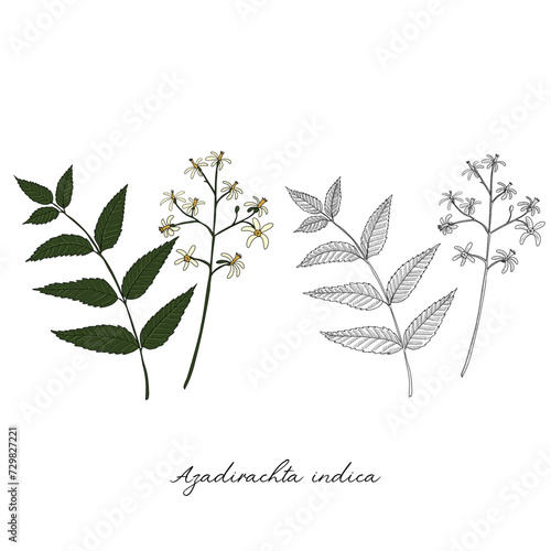 vector drawing neem tree branch, Azadirachta indica at white background, hand drawn illustration