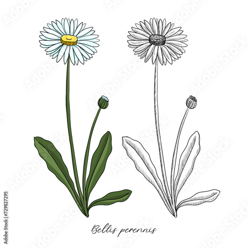 vector drawing lawn daisy, Bellis perennis at white background, hand drawn illustration