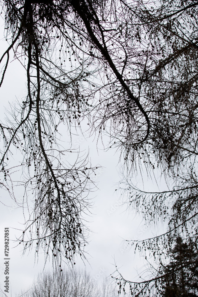Obraz premium Arboretum in Hørsholm a park with exotic trees and bushes