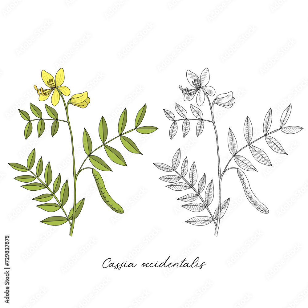vector drawing coffee senna plant, Senna occidentalis at white background, hand drawn illustration vector drawing coffee senna plant, Senna occidentalis at white background, hand drawn illustration