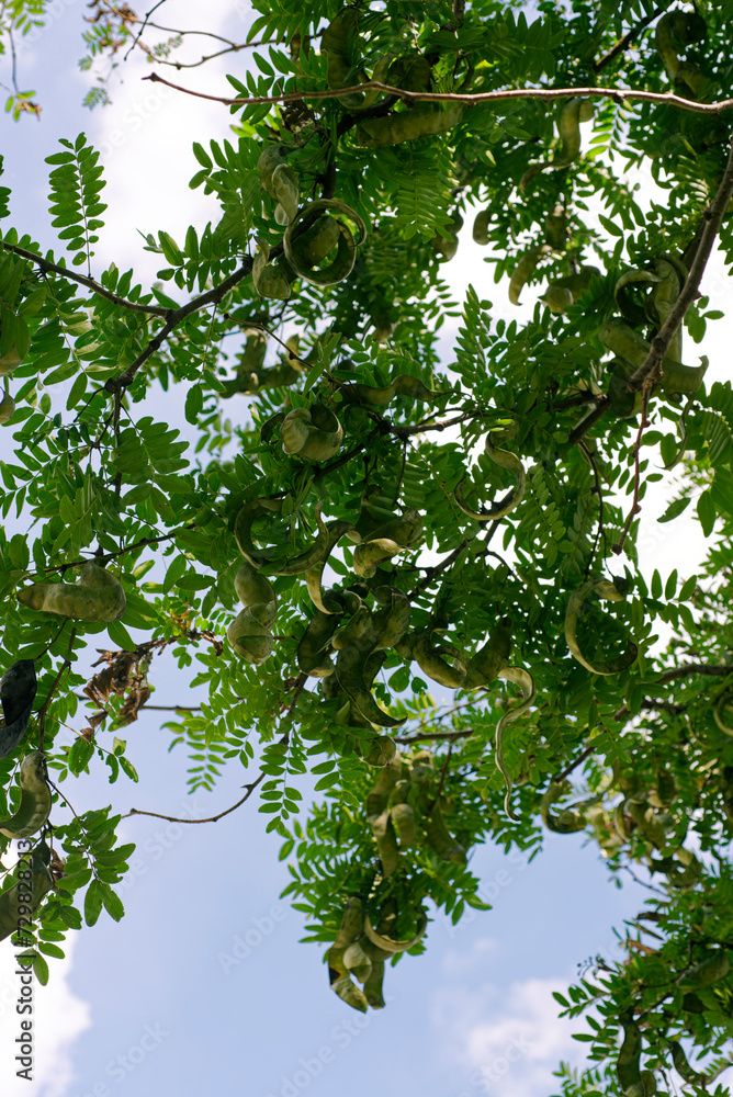 Obraz premium サイカチ