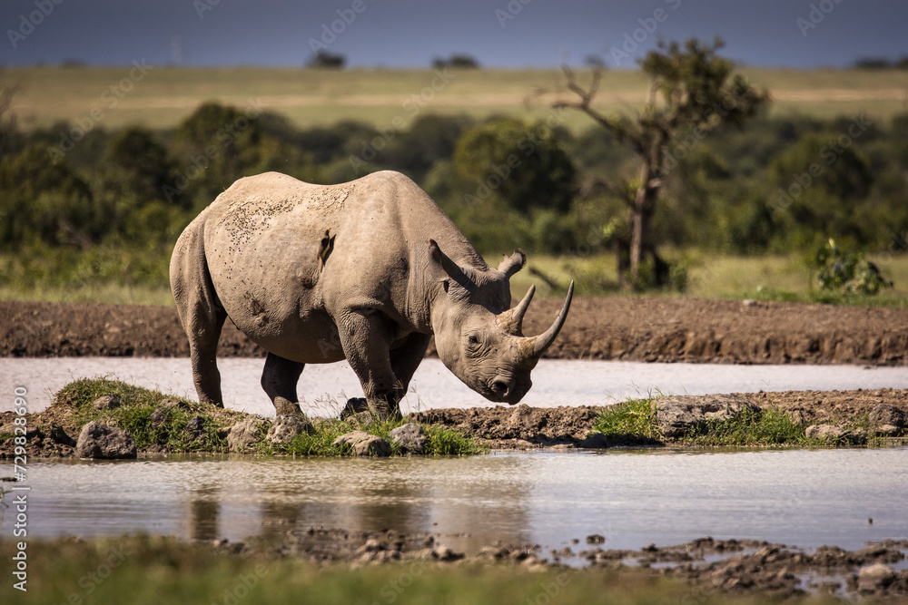 Obraz premium Amazing rhino animal with savana in background during safari tour in Ol Pejeta Park, Kenya