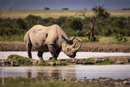 Amazing rhino animal with savana in background during safari tour in Ol Pejeta Park  Kenya