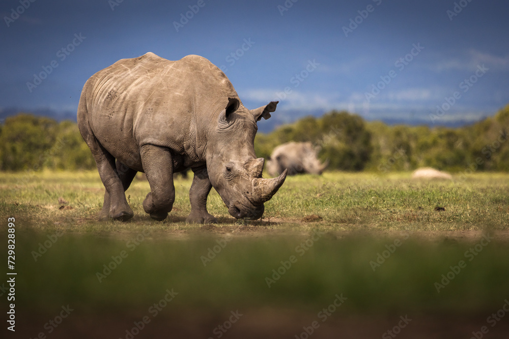 Obraz premium Amazing rhino animal with savana in background during safari tour in Ol Pejeta Park, Kenya