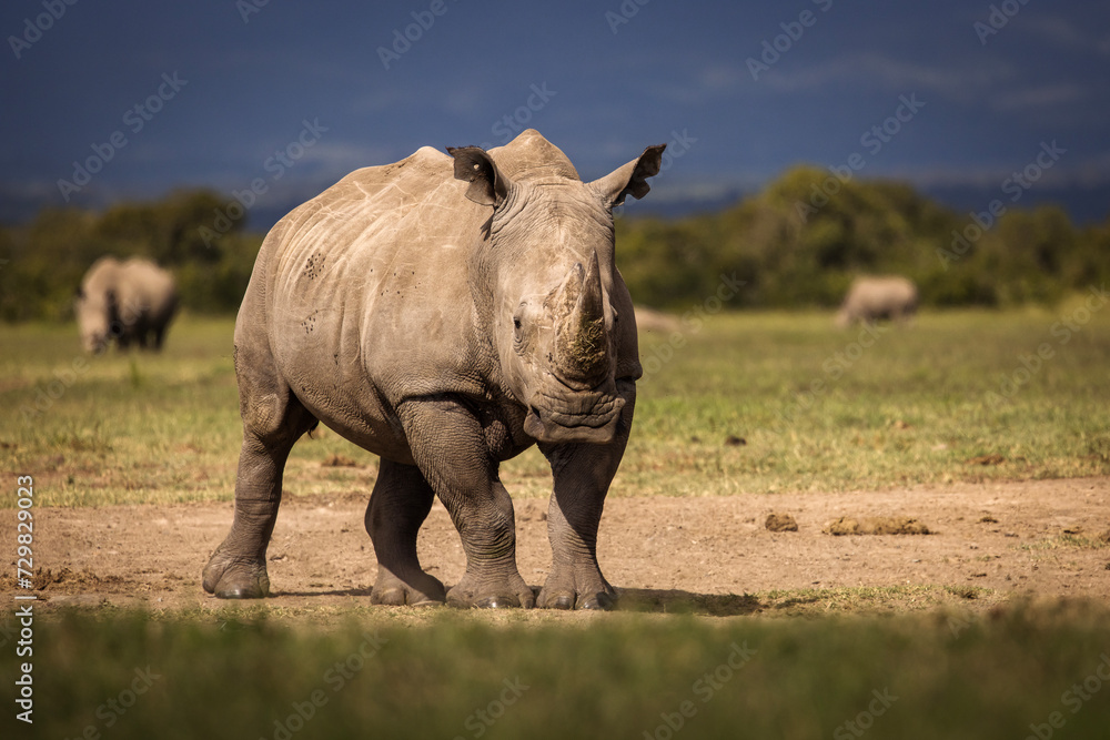 Obraz premium Amazing rhino animal with savana in background during safari tour in Ol Pejeta Park, Kenya