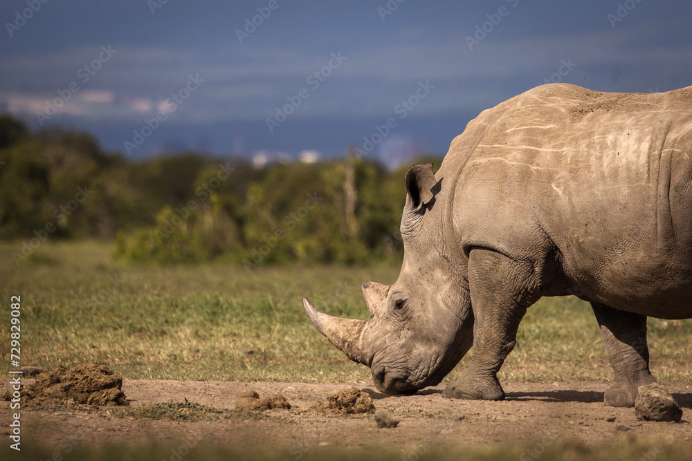 Fototapeta premium Amazing rhino animal with savana in background during safari tour in Ol Pejeta Park, Kenya