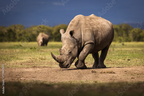 Amazing rhino animal with savana in background during safari tour in Ol Pejeta Park, Kenya © danmir12