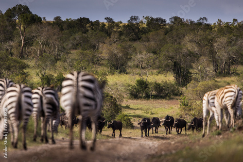 Fototapeta Naklejka Na Ścianę i Meble -  Group of zebra and bufalo facing together in Ol Pejeta Park, Kenya