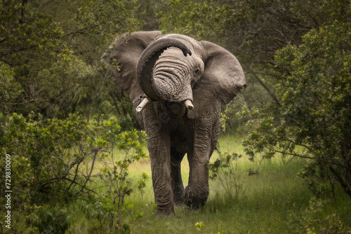 Furious elephant in the forest during safari tour in Ol Pejeta Park, Kenya photo