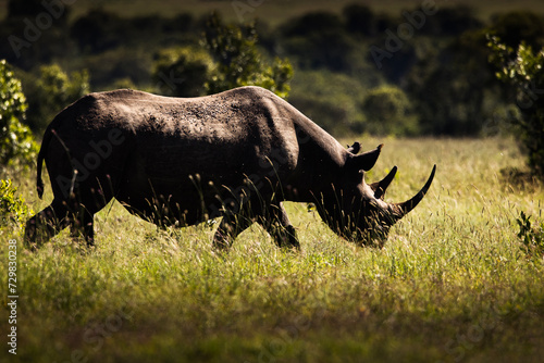Amazing rhino animal with savana in background during safari tour in Ol Pejeta Park, Kenya © danmir12