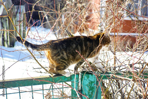cat balancing on the fence