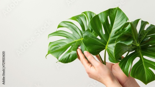  a person's hand holding a large green plant in front of a white background with a large green leaf on the top of the plant and bottom of the plant.