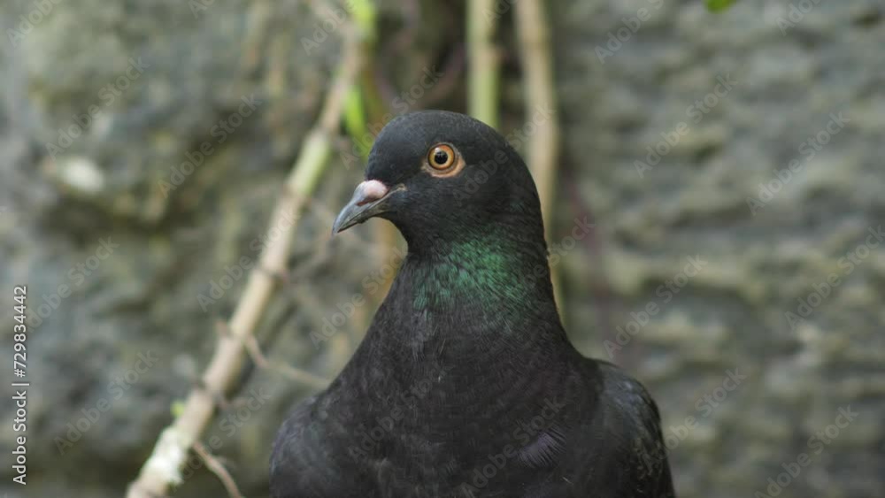 Face of typical Rock dove (Columba livia), close up Face of typical Rock dove (Columba livia), close up