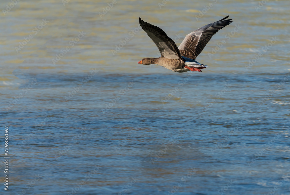 Flying ducks along the Munich Isar during winter time Flying ducks along the Munich Isar during winter time