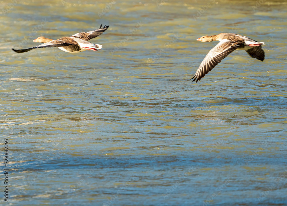 Naklejka premium Flying ducks along the Munich Isar during winter time