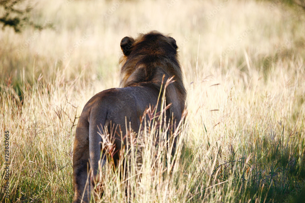 Fototapeta premium Lion on the hunt in the grass.