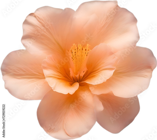 Peach color flower. Close-up glowing translucent peach color flower.  © Pram