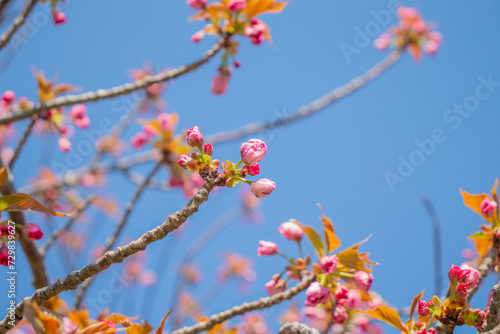 咲き始めたばかりの蕾の桜