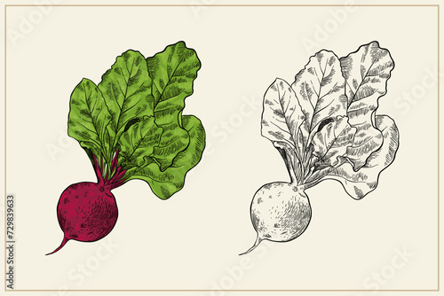 Vintage style hand drawn Kohlrabi illustration