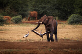 Elephant playing in savana during safari tour in Tsavo Park, Kenya