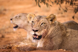 Lion and lioness in savana during safari tour in Tsavo Park, Kenya