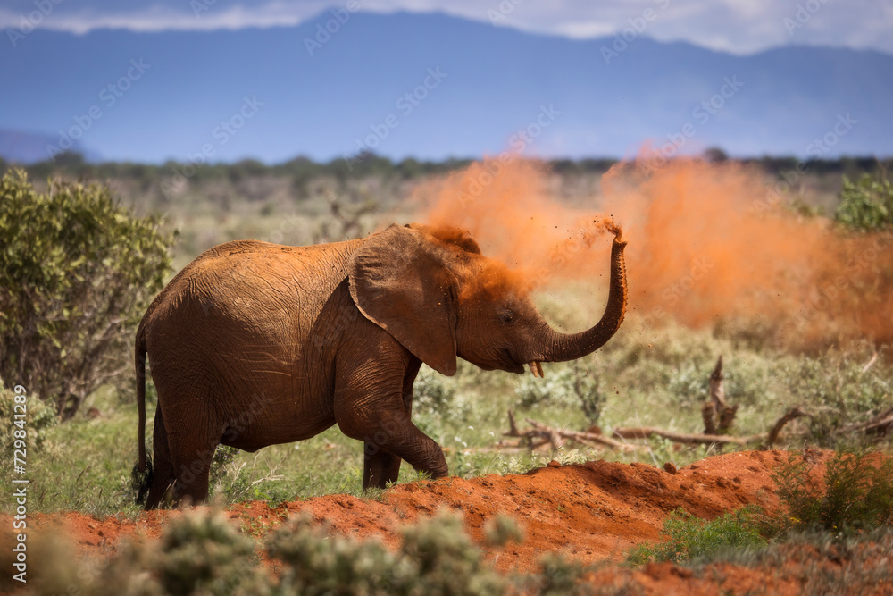 Fototapeta premium Elephant in savana during safari tour in Tsavo Park, Kenya