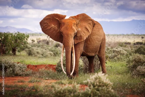 Fototapeta na wymiar Elephant in savana during safari tour in Tsavo Park, Kenya