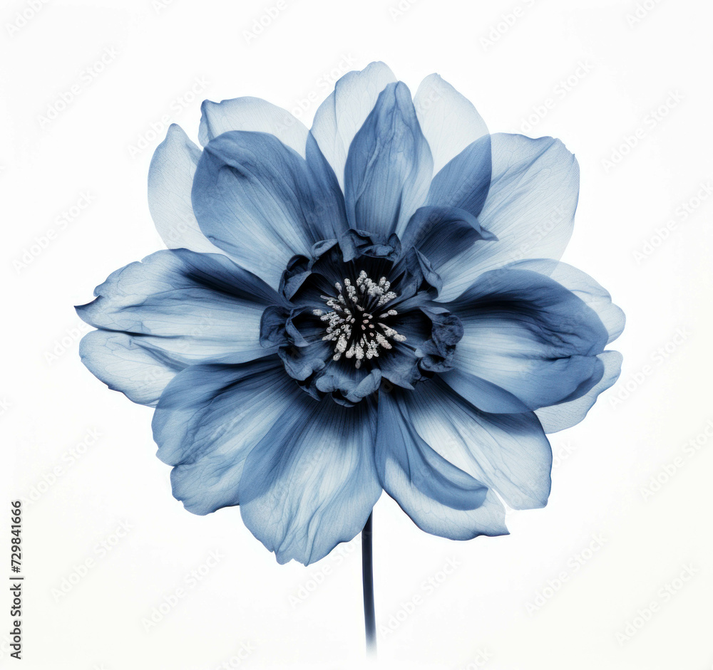 A single blue flower is isolated on a stem on a white background.