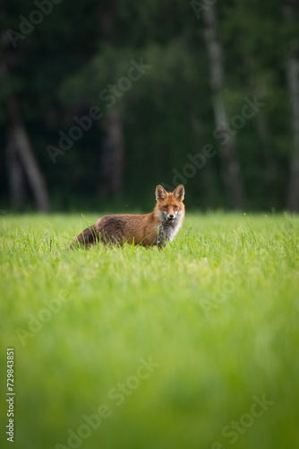 Fuchs auf der Wiese