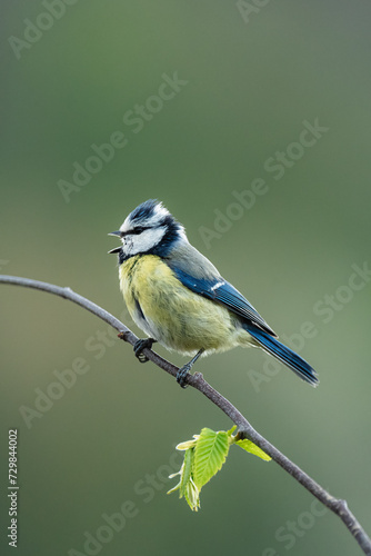 Blaumeise auf Ast photo