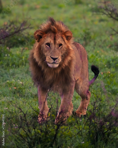 Fototapeta Naklejka Na Ścianę i Meble -  lion in the wild