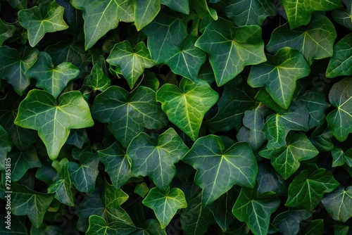 Wallpaper Mural Ivy green plant texture background Generative AI Torontodigital.ca