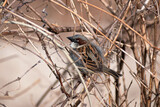 Male House Sparrow (Passer domesticus) Perched in Bush