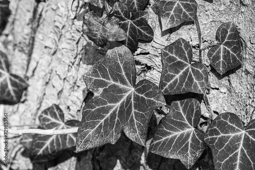 Black and White English Ivy (Hedera helix) Close Up photo