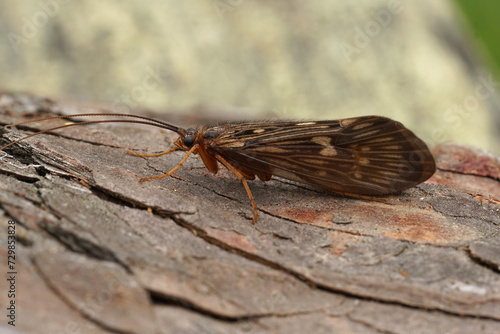 Closeup on an Austrian caddisfly , Potamophylax sitting on wood photo