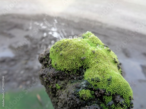 Moss on corrosion pipe water