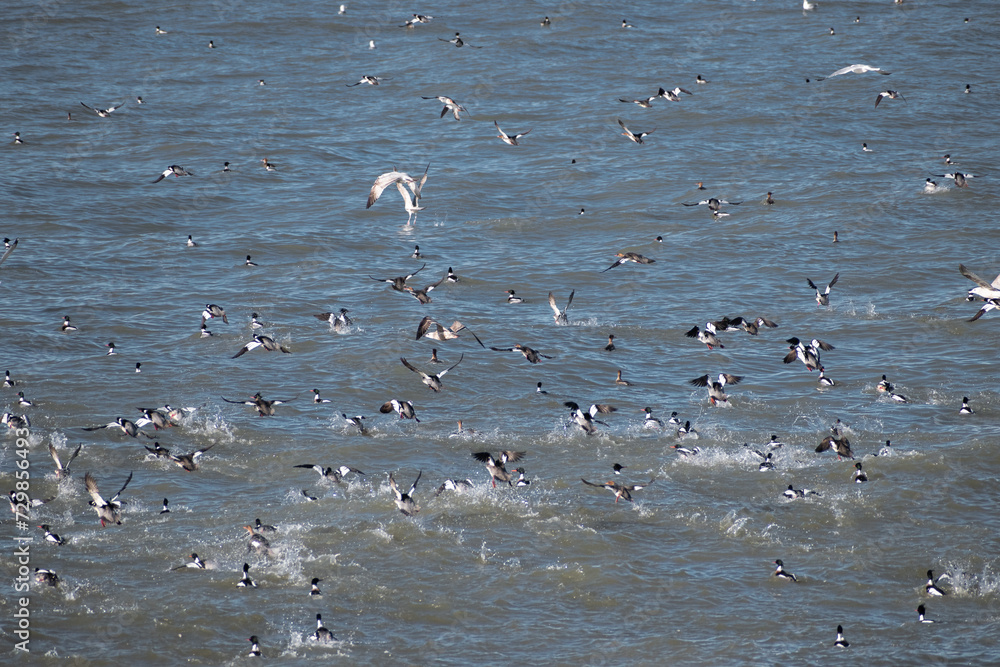 Large Flocks of Mergansers and Gulls Flying over Lake Erie