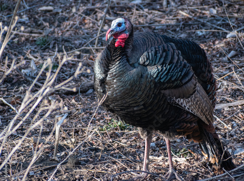 Wild Turkey (Meleagris gallopavo) Standing in Forest