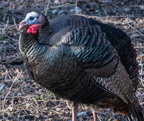 Wild Turkey (Meleagris gallopavo) Standing in Forest Side Profile