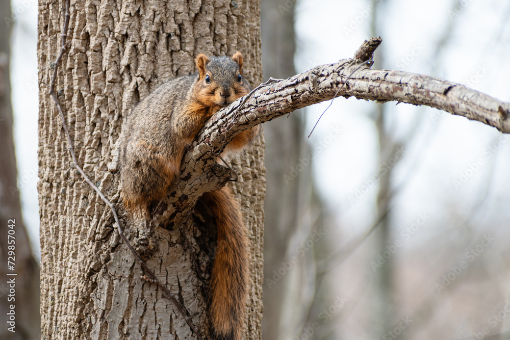 Obraz premium Tired Fox Squirrel (Sciurus niger) Relaxing on Tree Branch