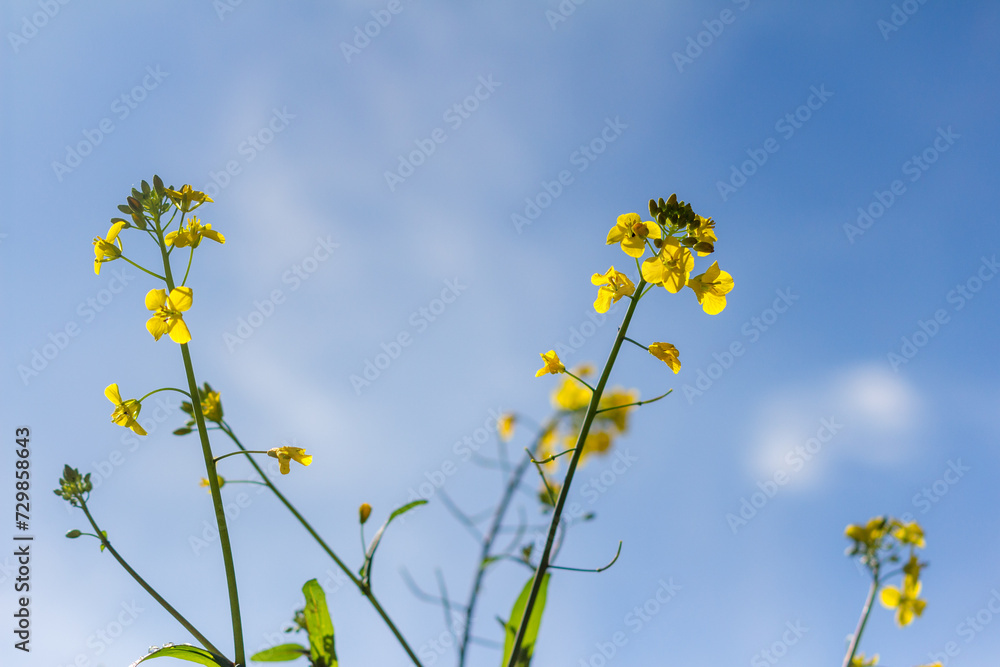 Beautiful composition with a close up of rapeseed yellow bright flowers. Blue sky. Beautiful composition with a close up of rapeseed yellow bright flowers. Blue sky.