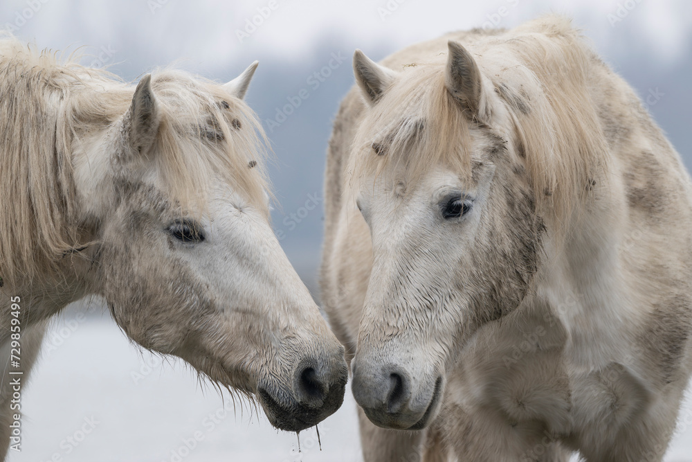 Obraz premium Portrait of a Camargue horses couple. Nature reserve of the Isonzo river mouth, Isola della Cona, Italy. 