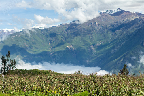 Beautiful corn field in the Andes Mountains around the Colca Canyon, Peru. Blus sky, white clouds.
