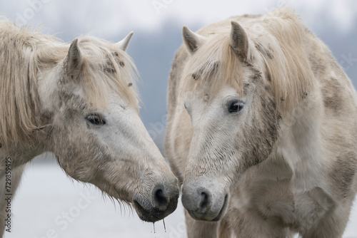 Portrait of a Camargue horses couple. Nature reserve of the Isonzo river mouth, Isola della Cona, Italy. 