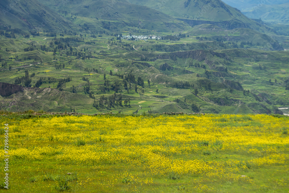 Beautiful rapeseed fields in the Andes Mountains around the Colca Canyon, Peru.